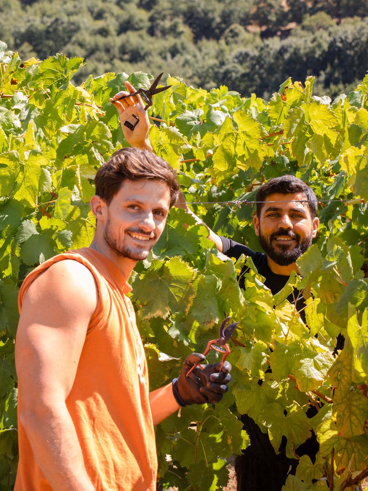 Wine Tasting at Quinta do Tapadinho